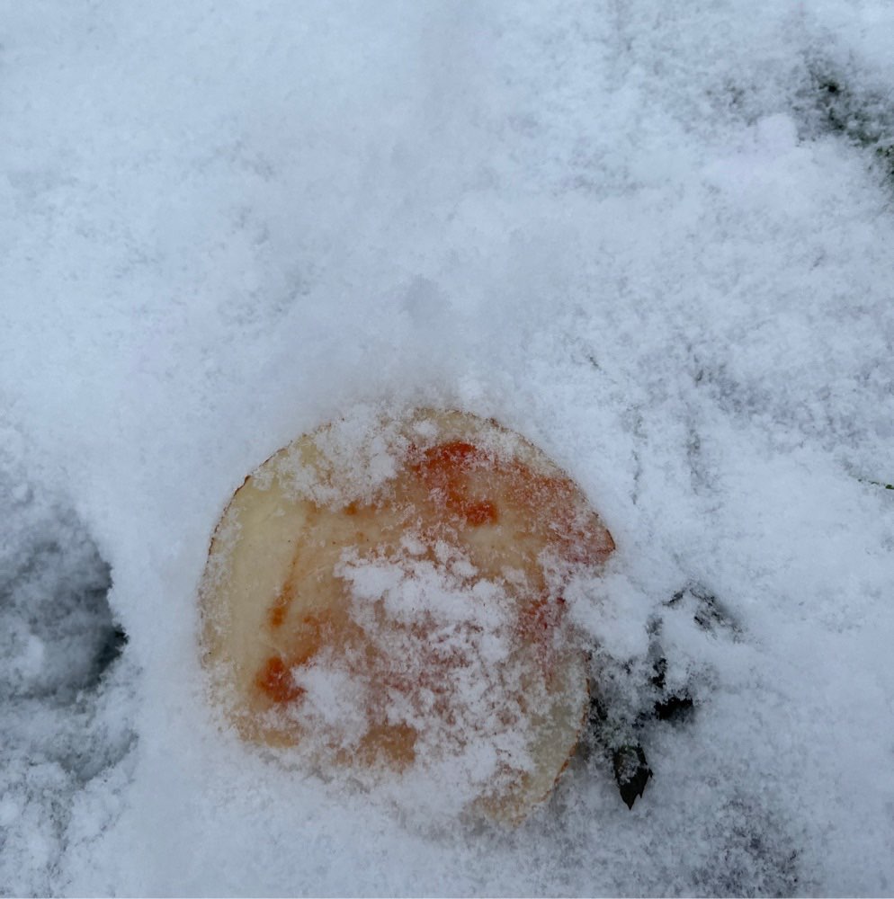 Giftköder-Möglicher Giftköder-Profilbild