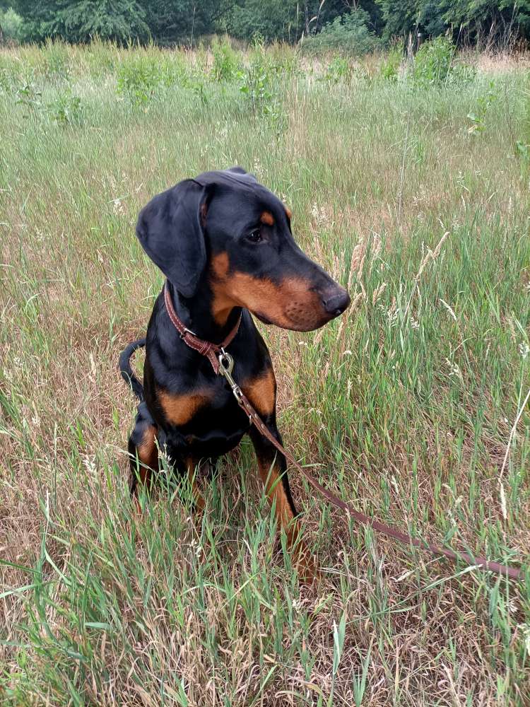 Hundetreffen-Wir suchen einen Spielkamerad-Profilbild