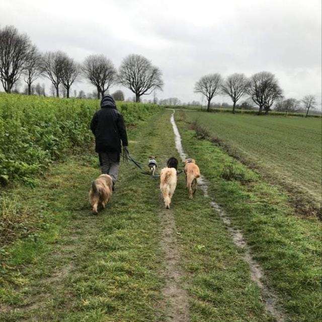 Hundetreffen-"Socialwalk" und Begegnungsstress abbauen-Profilbild