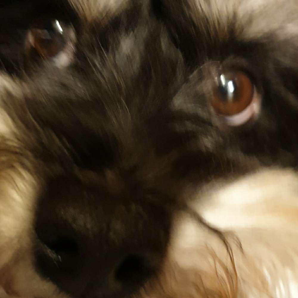 Hundetreffen-Hunde Gassi :D-Profilbild