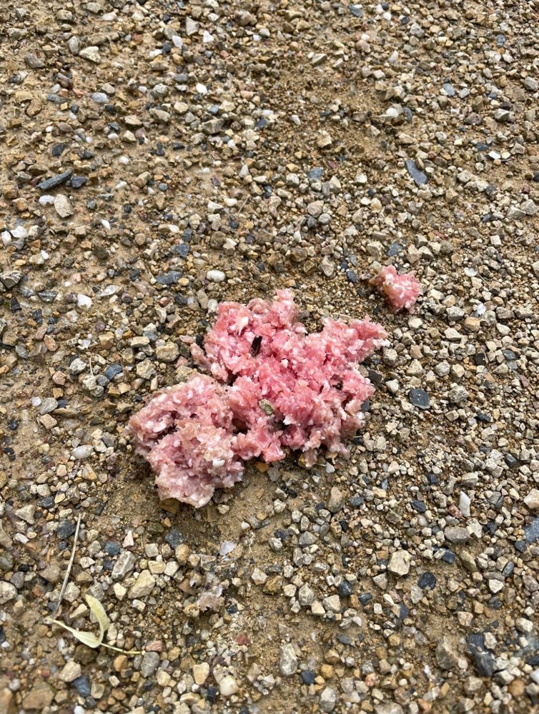 Giftköder-Möglicher Giftköder-Profilbild