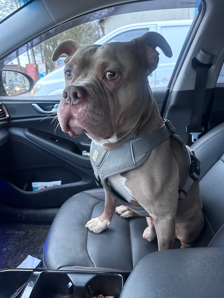 Hundetreffen-Suche neue Hunde Buddies ❤️-Profilbild