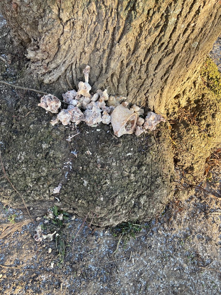 Giftköder-Giftköder-Profilbild