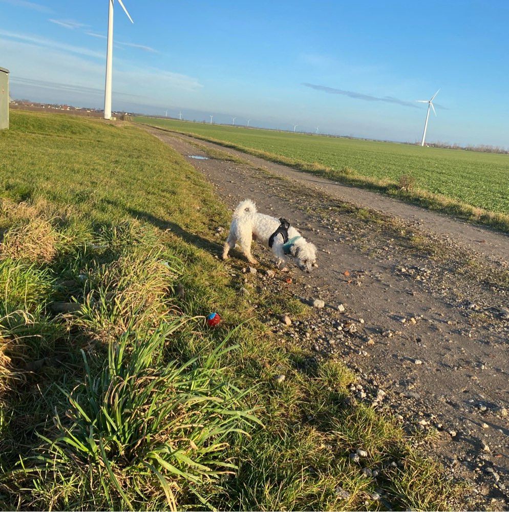 Hundetreffen-Gassi gehen und Hundefreundschaften-Profilbild