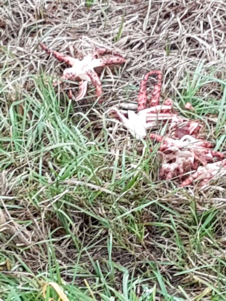 Giftköder-Evtl. Giftköder-Profilbild