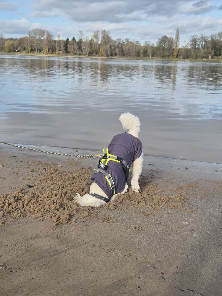 Hundetreffen-Hamburger Jung sucht neue Freunde in Köln Rodenkirchen-Profilbild