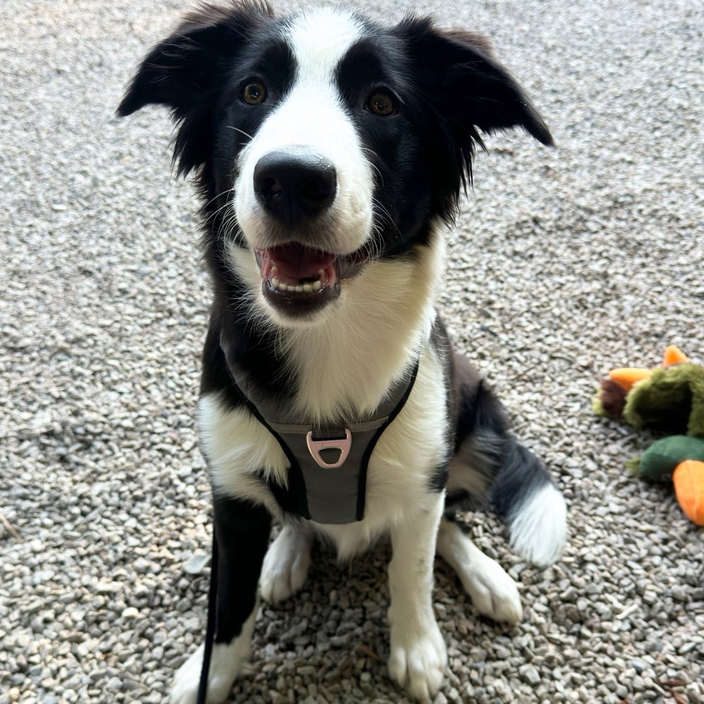 Hundetreffen-Spaziergang und Spielen-Profilbild