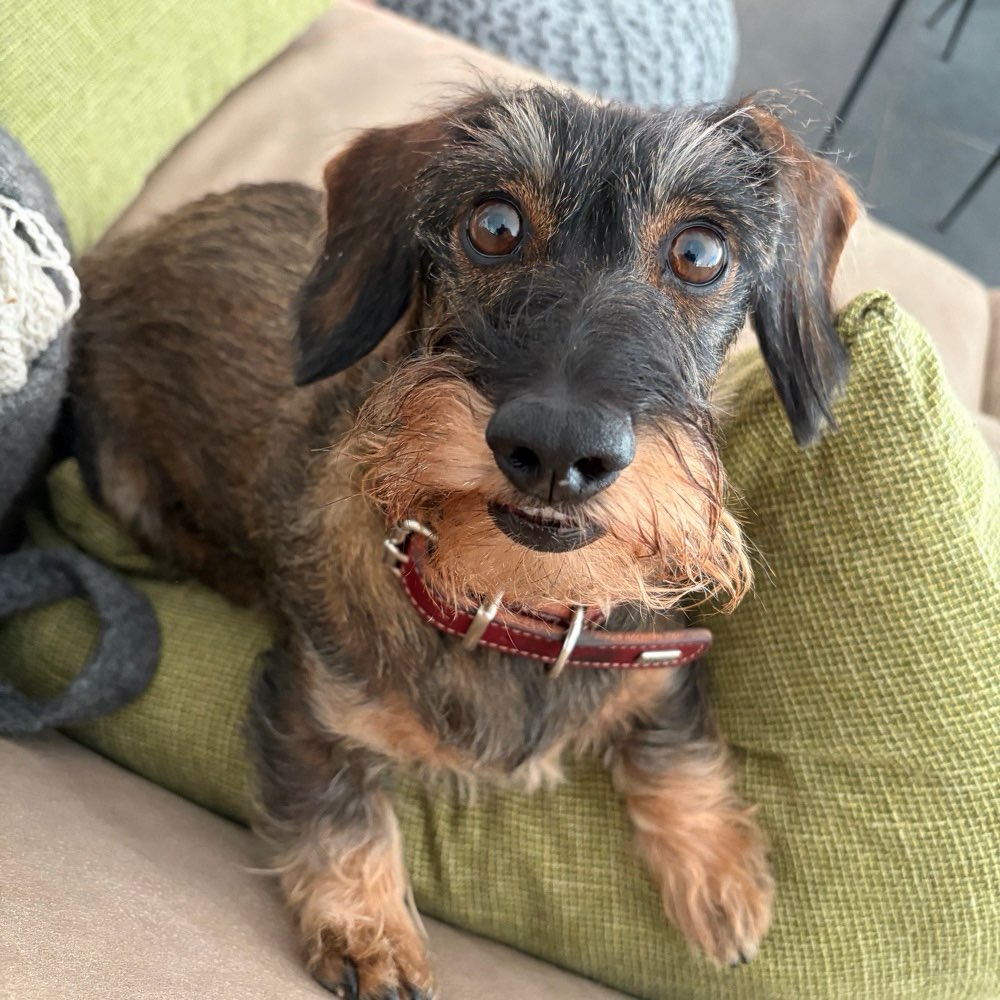Hundetreffen-Dackeldates-Profilbild