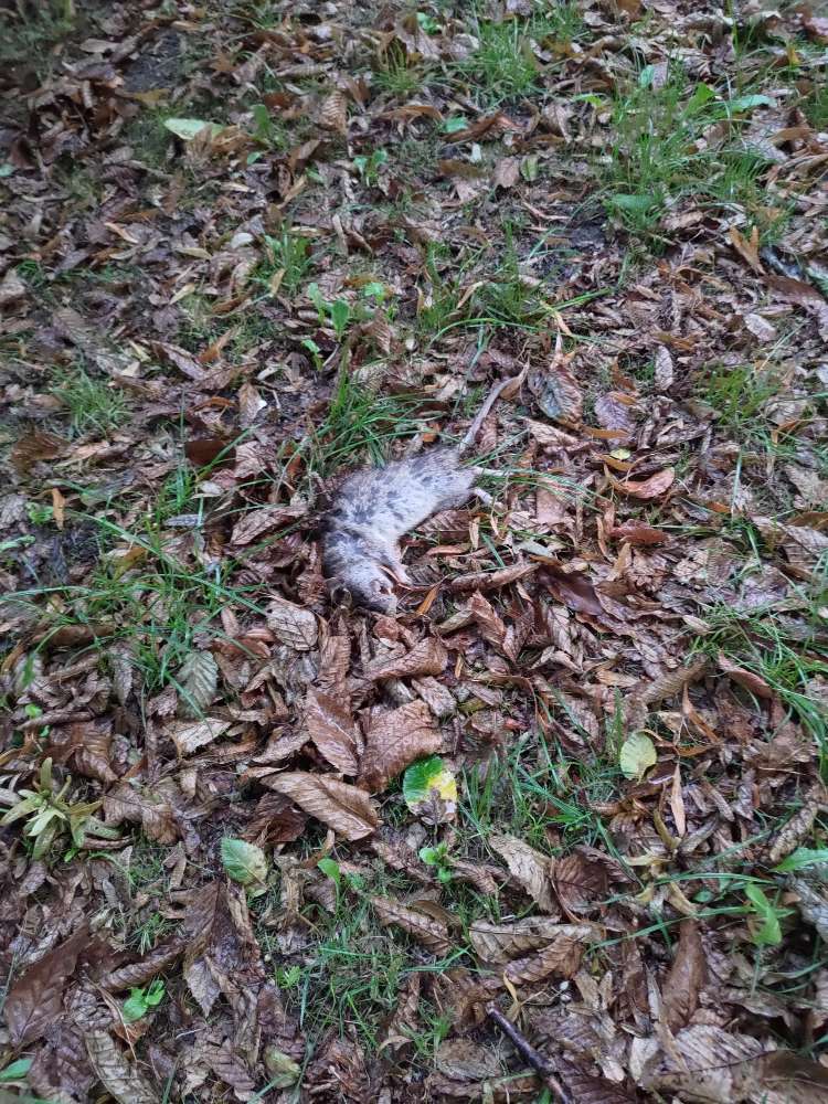 Giftköder-Rattenkadaver-Profilbild