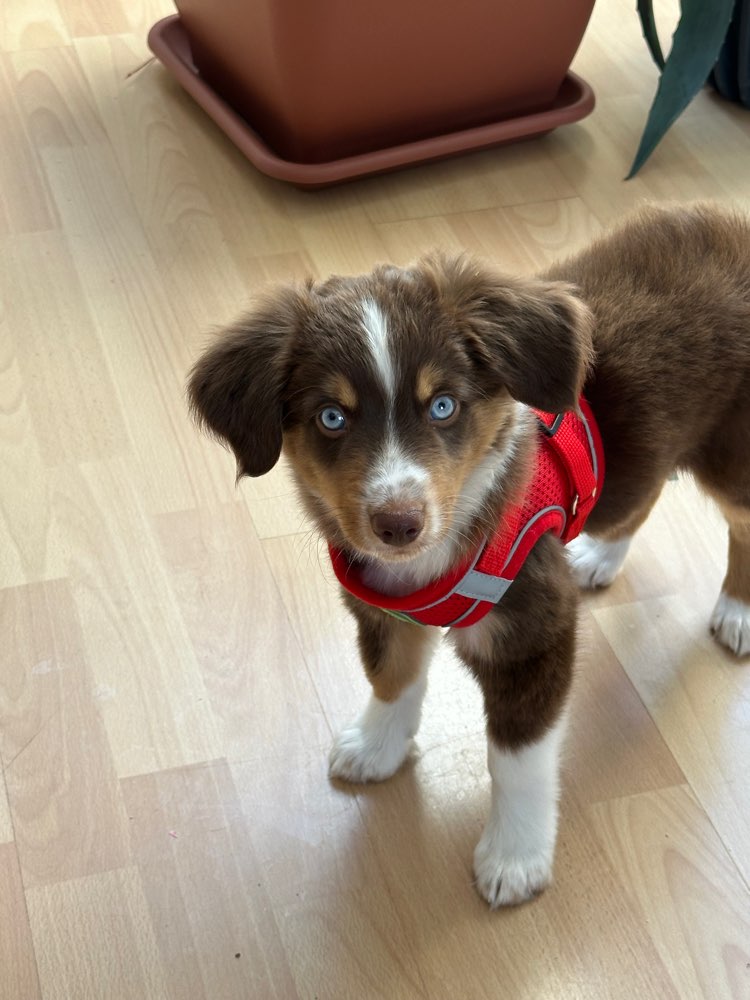 Hundetreffen-Suchen Spielpartner, evtl auch gemeinsames Aufwachsen-Profilbild