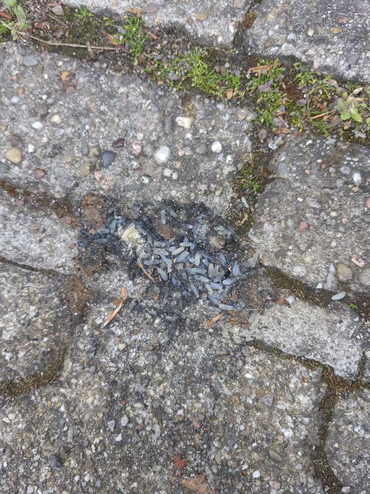 Giftköder-Vermutlich giftiger Reis-Profilbild