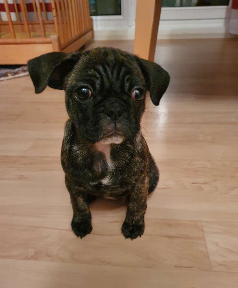 Hundetreffen-Spielfreude gesucht-Profilbild