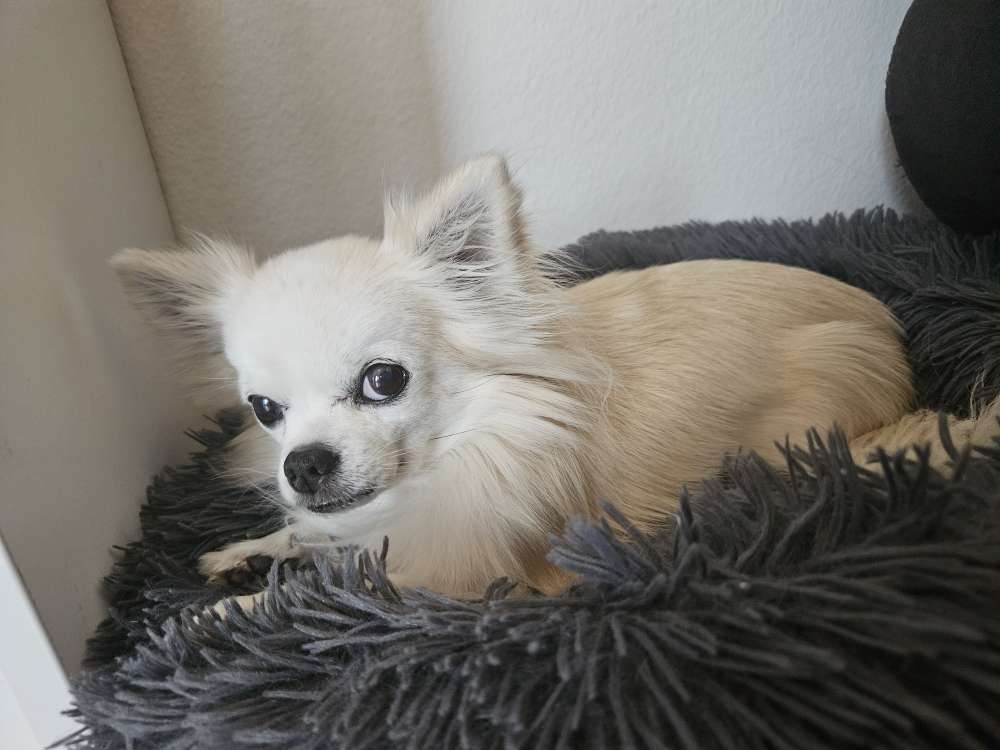 Hundetreffen-Spaziergang für Kleinhunde-Profilbild