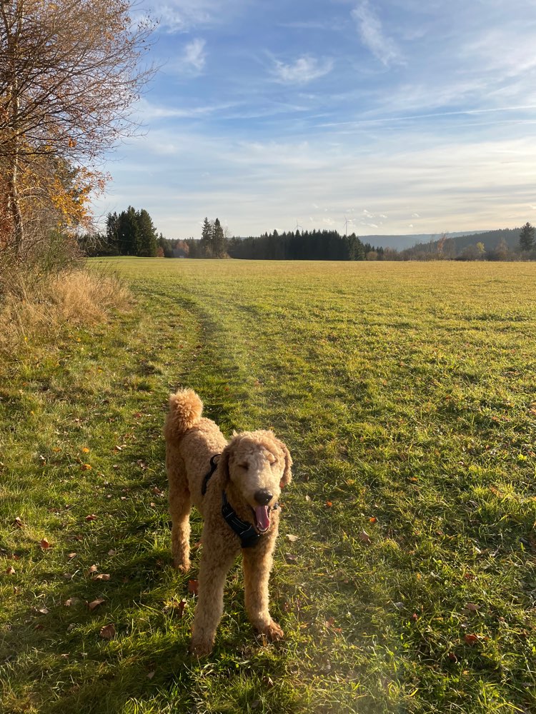 Hundetreffen-Gassirunde und Spielen in Konstanz für Königspudel Anton, 9 Monate-Profilbild