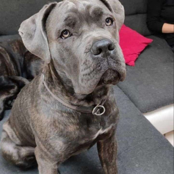 Hundetreffen-Sozialisierung-Profilbild