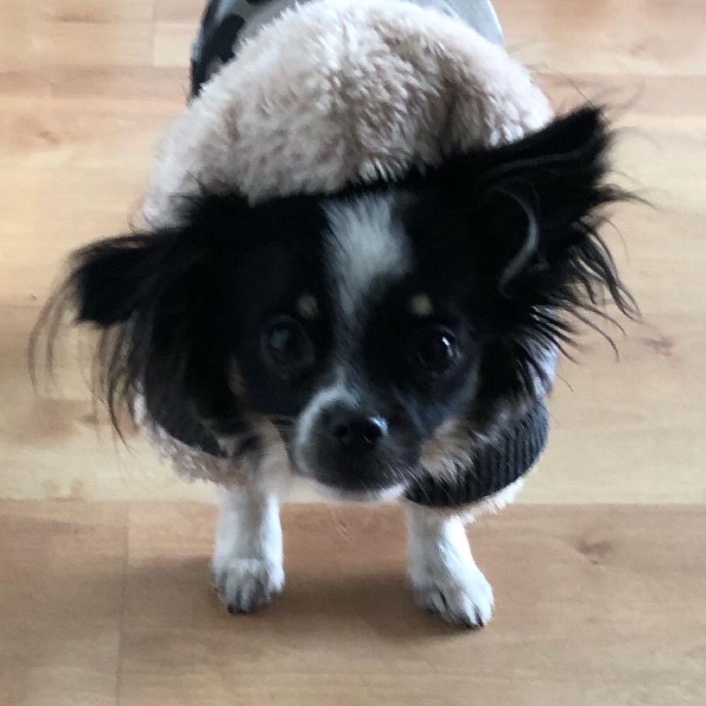Hundetreffen-Junghunde-Minis gesucht!Mein Manfred sucht n Kumpel zum Quatsch machen in seiner Größe!-Profilbild