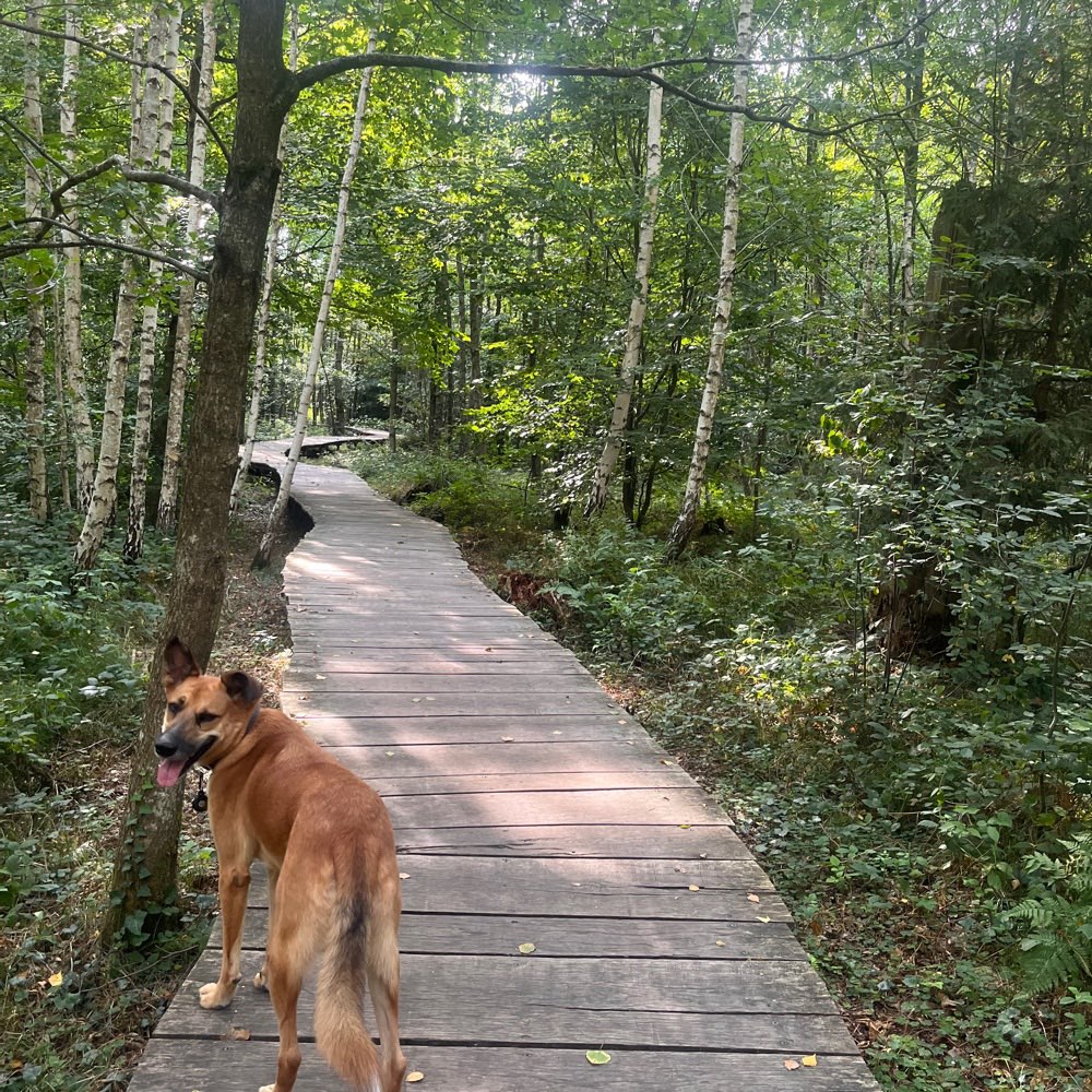 Hundetreffen-Gassitour/Wandern/Abenteuer/Freundschaften schließen🐾-Profilbild