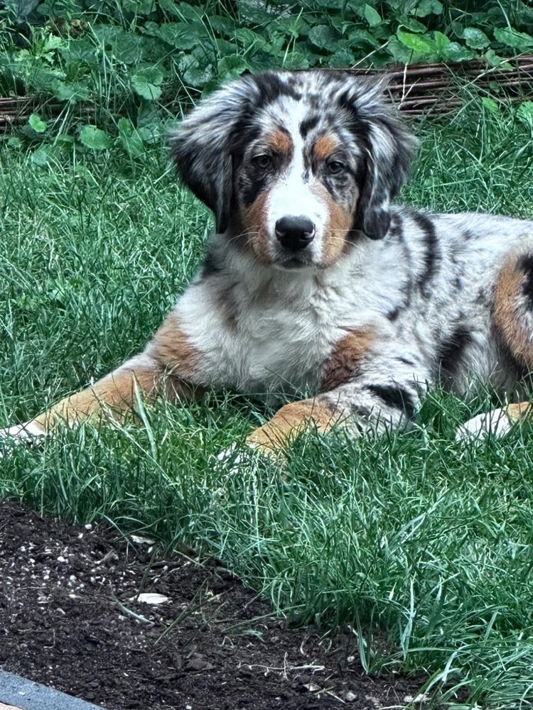 Hundetreffen-Wer will mit mir spielen-Profilbild