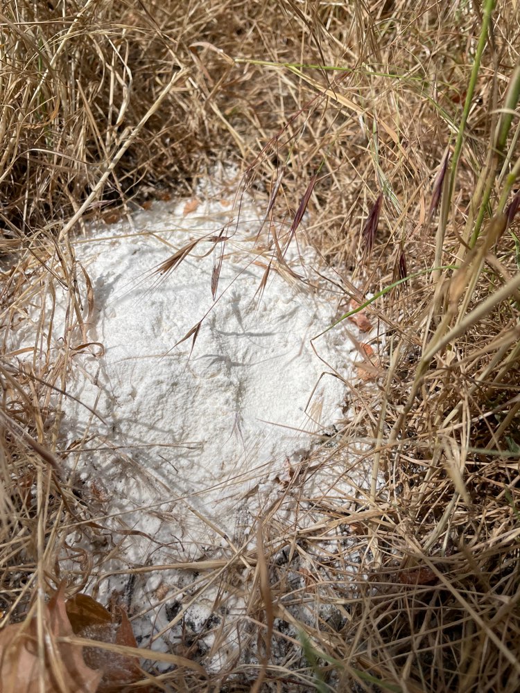 Giftköder-Weißer Pulverhaufen eventuell Rattengift-Profilbild