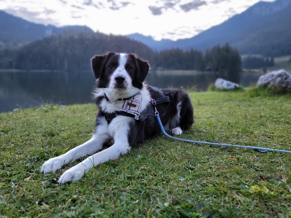 Hundetreffen-Suche Dogwalker-Profilbild