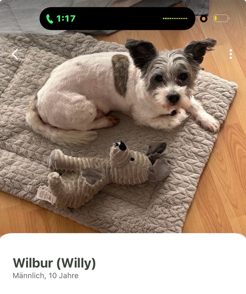 Hundetreffen-Spaziergang-Profilbild