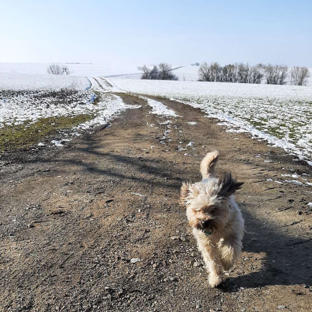 Hundetreffen-Spielkameraden für Maya-Profilbild