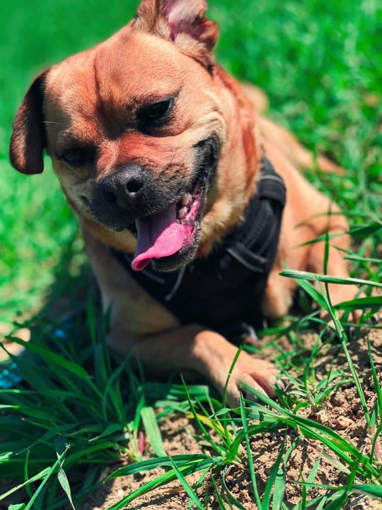 Hundetreffen-Nette neue Hunde kennen lernen für meine 6 Jahre alten Rüden-Profilbild