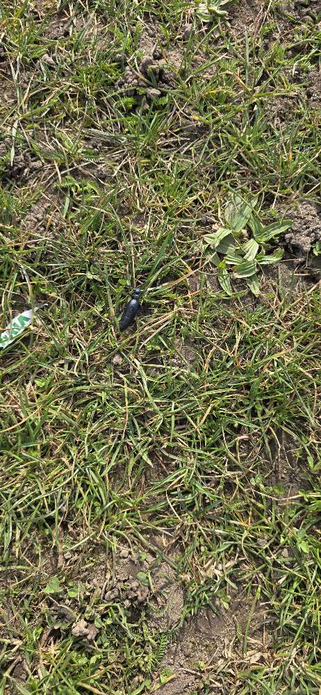 Giftköder-Ölkäfer im Palmengarten an Hundewiese-Profilbild