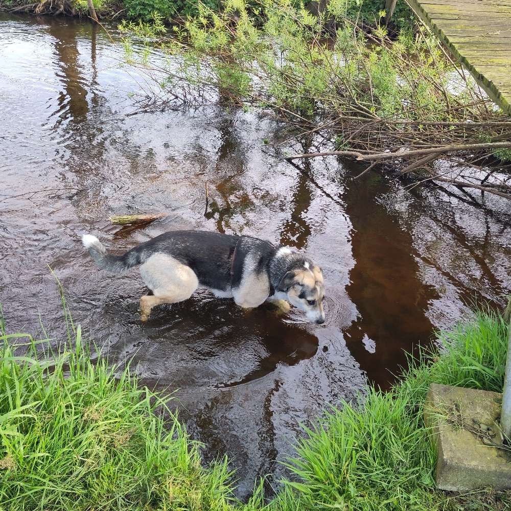 Hundetreffen-Hunderunde bei Bad Bramstedt-Profilbild