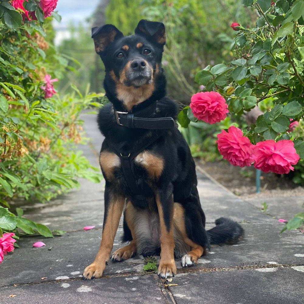 Hundetreffen-Socialwalk Lichtenrader Chaussee-Profilbild