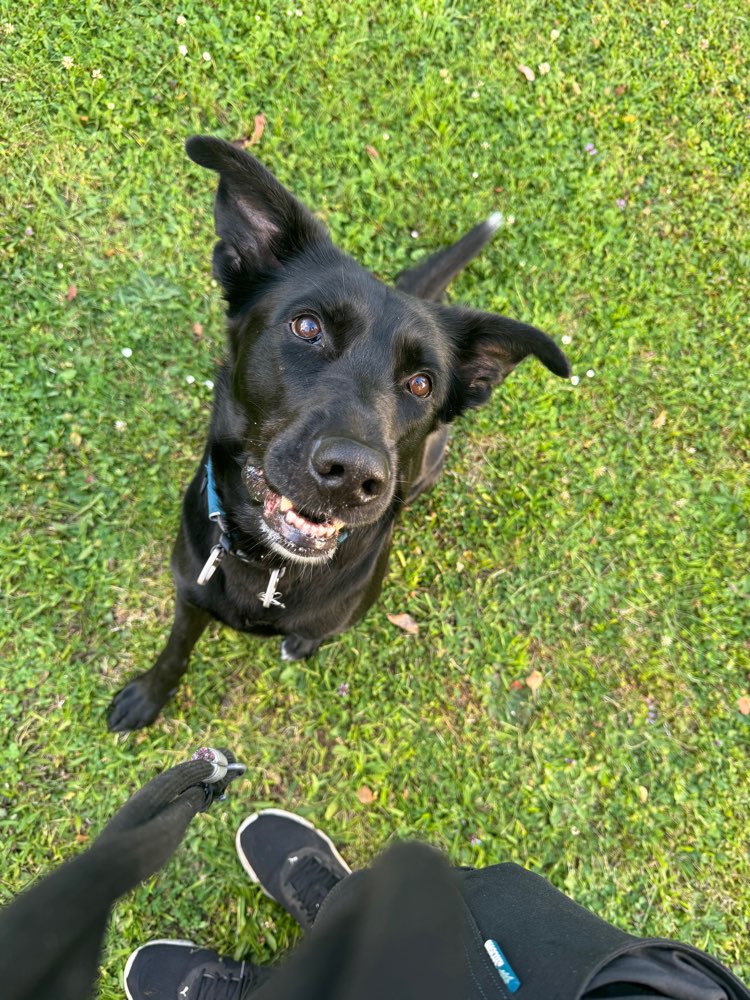 Hundetreffen-Spazierrunde-Profilbild