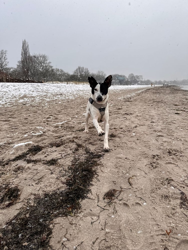 Hundetreffen-Mads sucht Trainingspartner/in-Profilbild