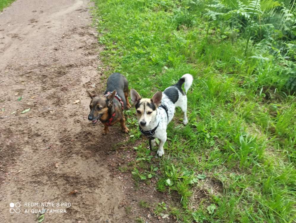 Hundetreffen-Slowakeitreffen-Profilbild