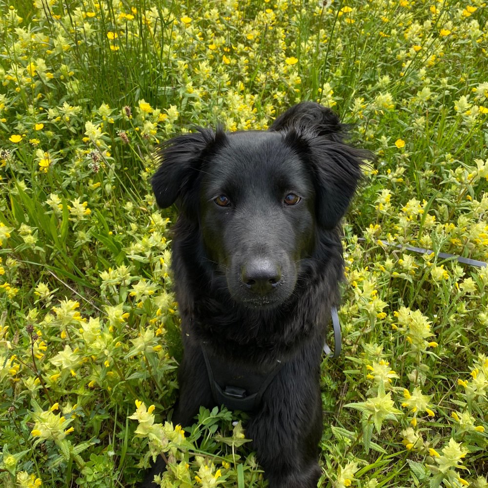 Hundetreffen-Gassi und Spielpartner gesucht-Profilbild