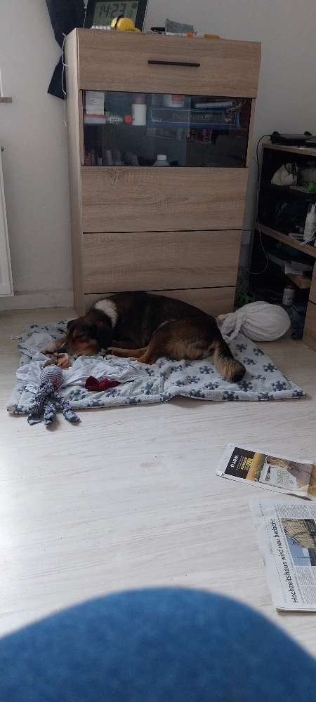 Hundetreffen-Gassie gehen und Spielen-Profilbild