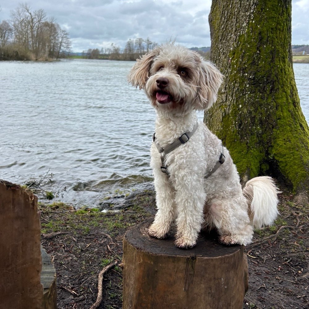 Hundetreffen-Spielrunden mit Minnie-Profilbild