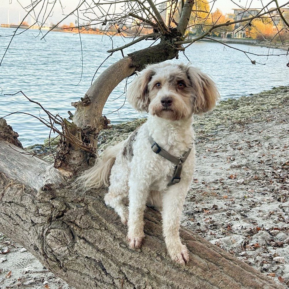 Hundetreffen-Spielrunden mit Minnie-Profilbild