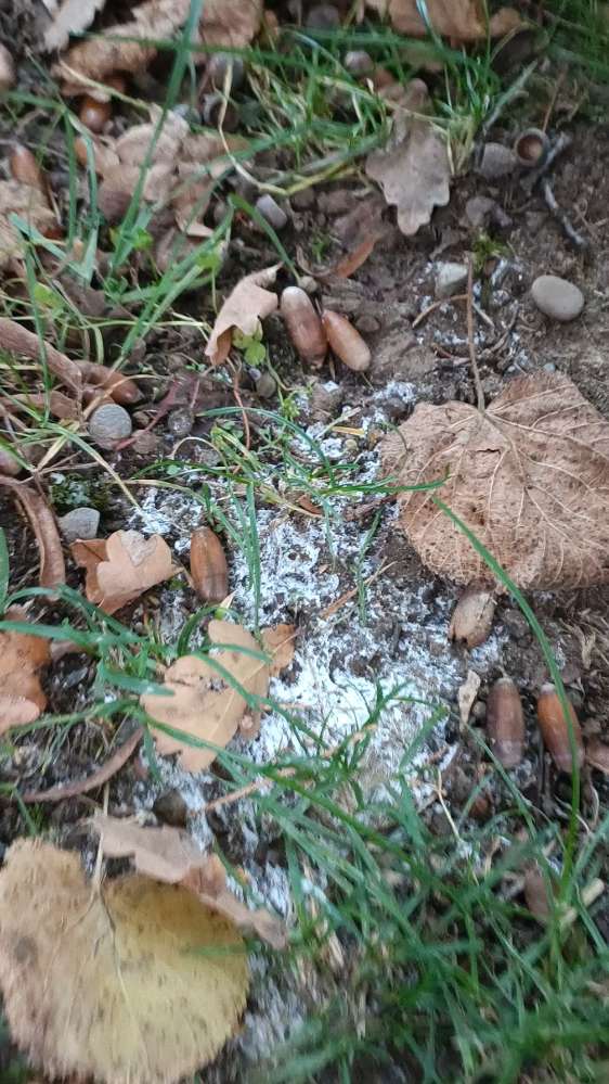 Giftköder-Komisches weißes pulver...-Profilbild