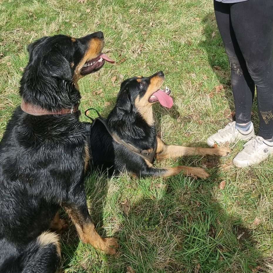 Hundetreffen-Positive Begegnungen aller Art-Profilbild