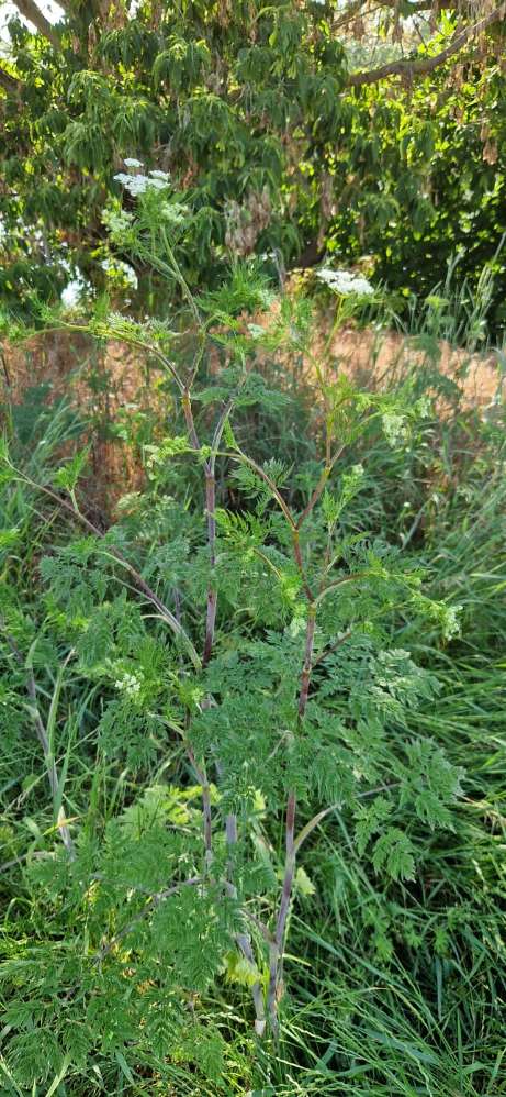 Giftköder-Roter Schierling-Profilbild