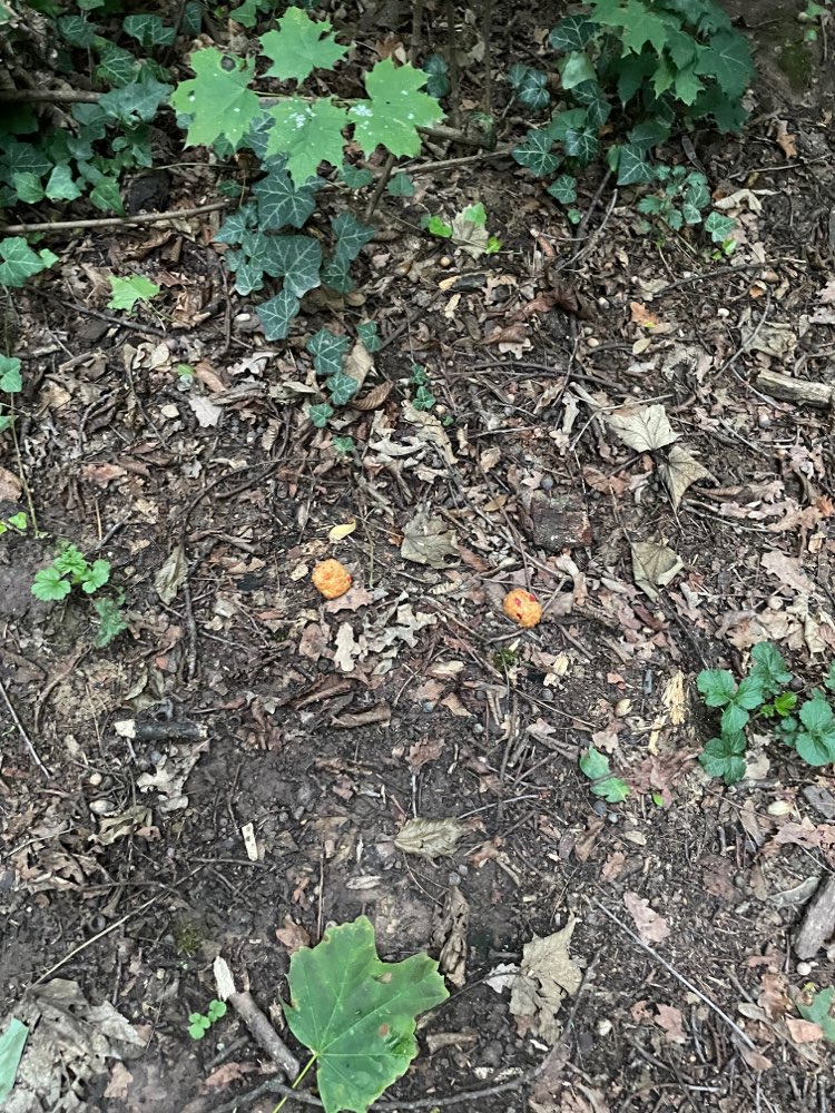 Giftköder-Evtl. Giftköder-Profilbild