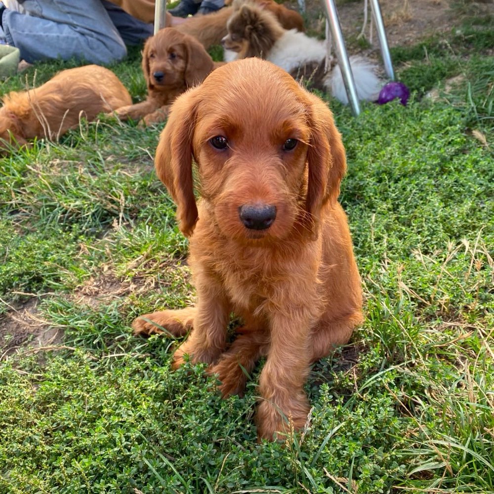 Hundetreffen-Welpentreff-Profilbild