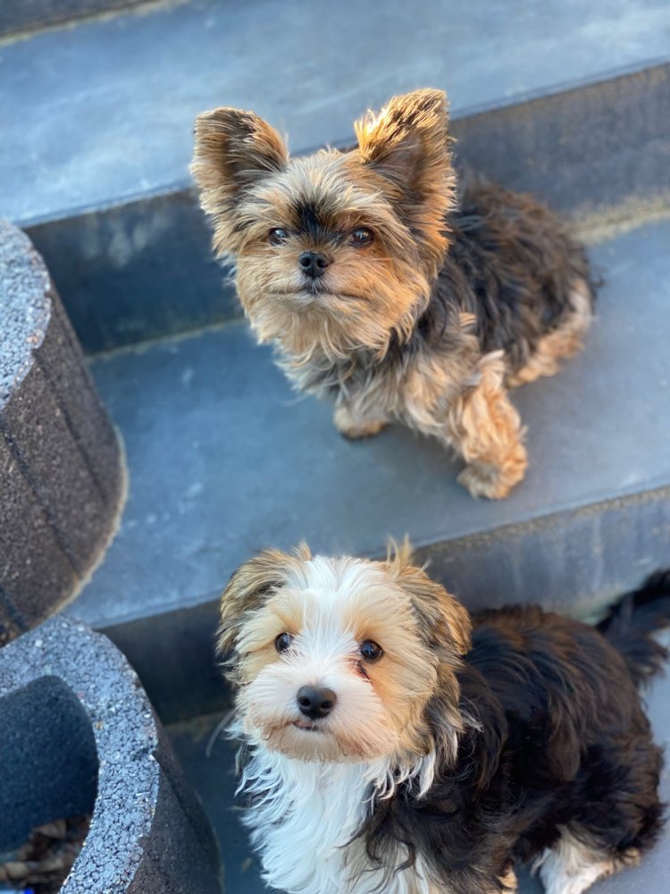 Hundetreffen-Welpen & Kleinhunde treffen-Profilbild
