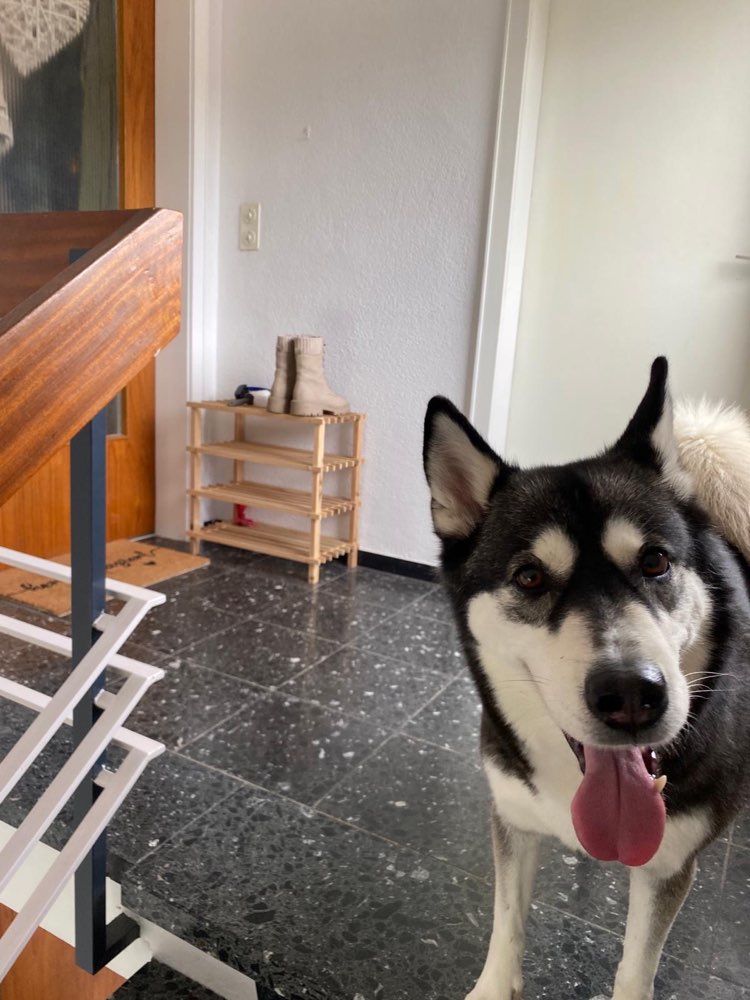 Hundetreffen-Gassi gehen-Profilbild