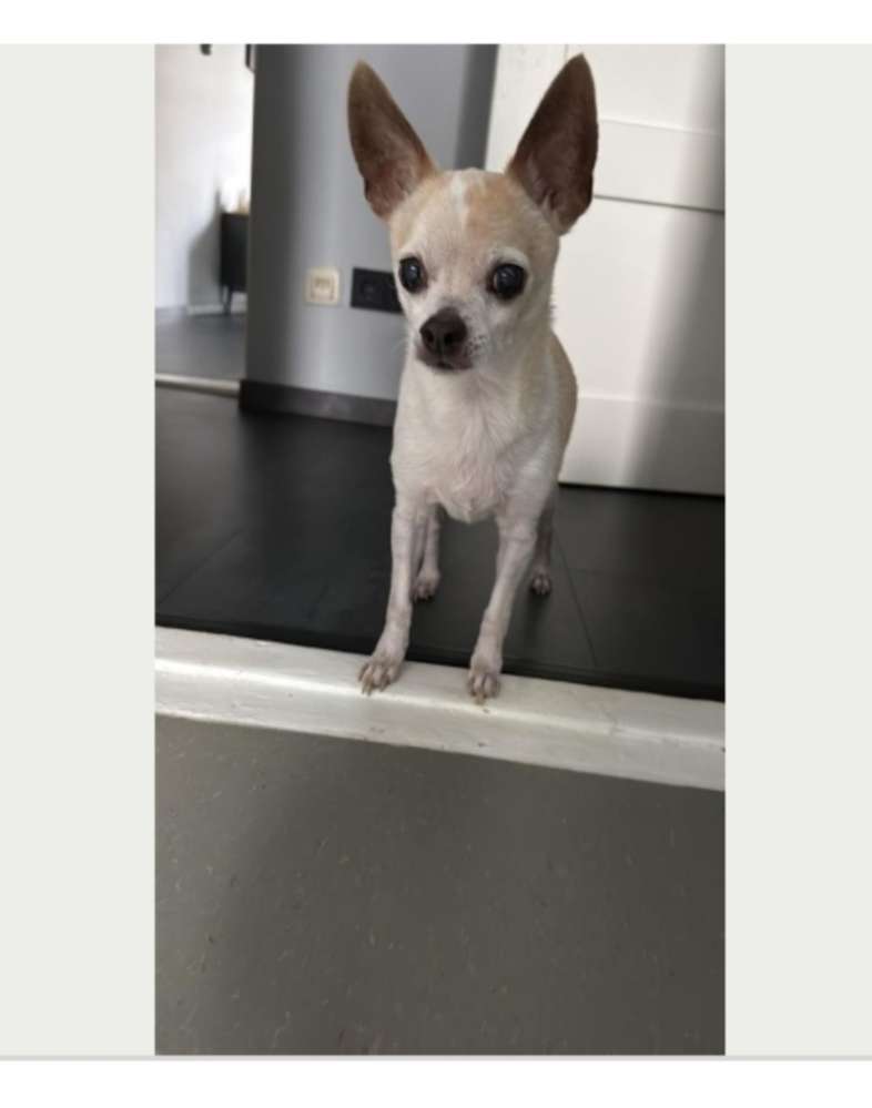 Suchmeldung-Nacho-Profilbild