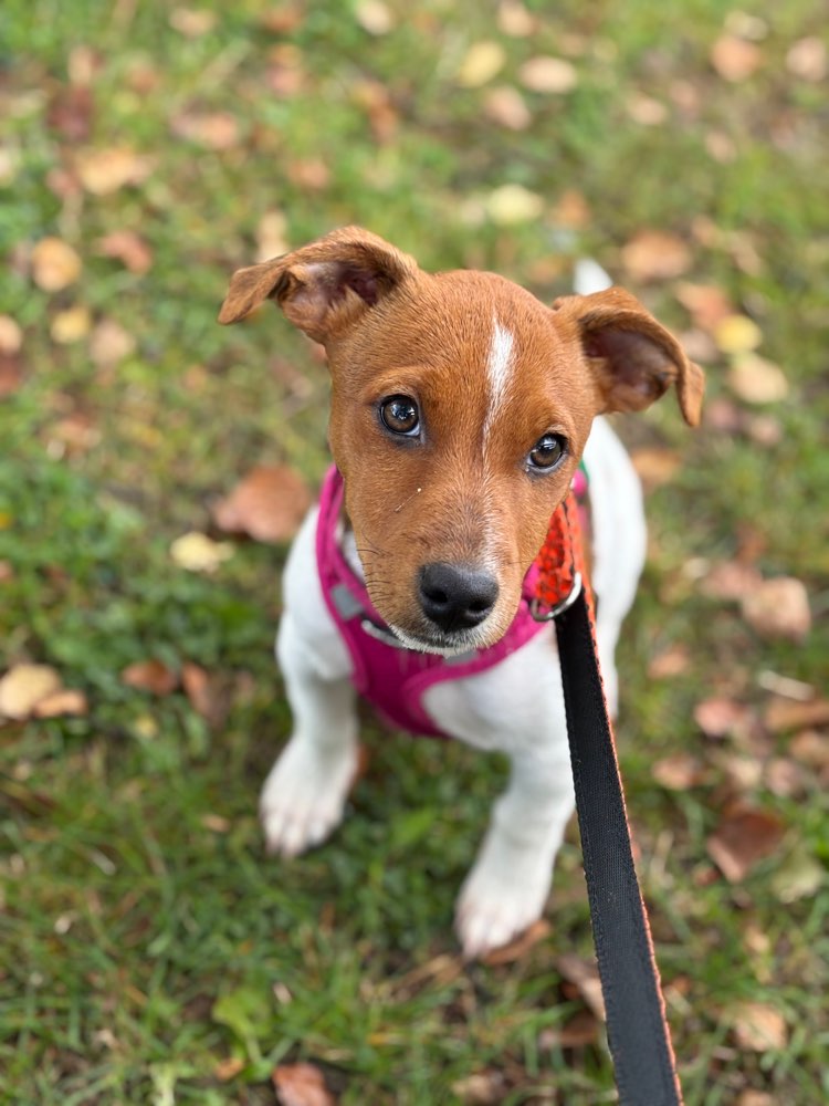 Hundetreffen-Spielen spielen 😊-Profilbild