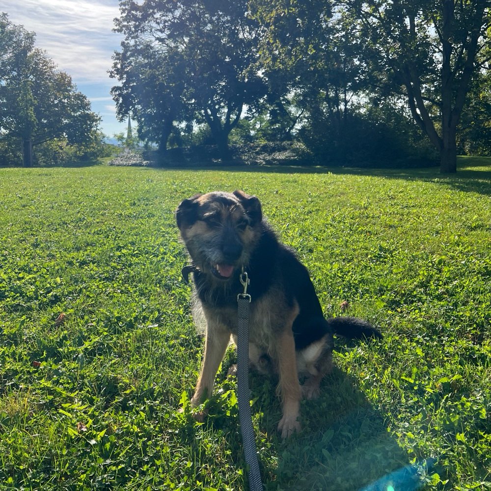 Hundetreffen-Gassitreffen an der Leine-Profilbild