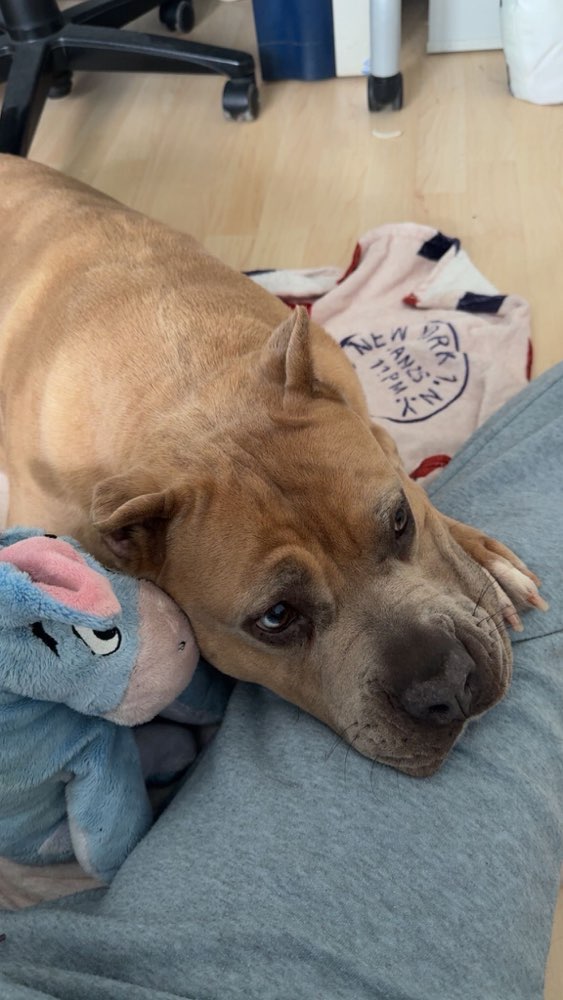 Hundetreffen-Playdate-Profilbild
