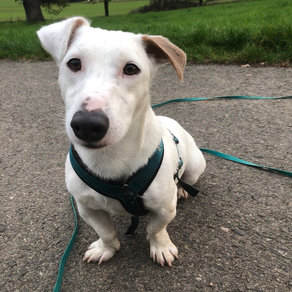 Hundetreffen-Spaziergänge, Ausflüge und gern auch mal wo einkehren …-Profilbild