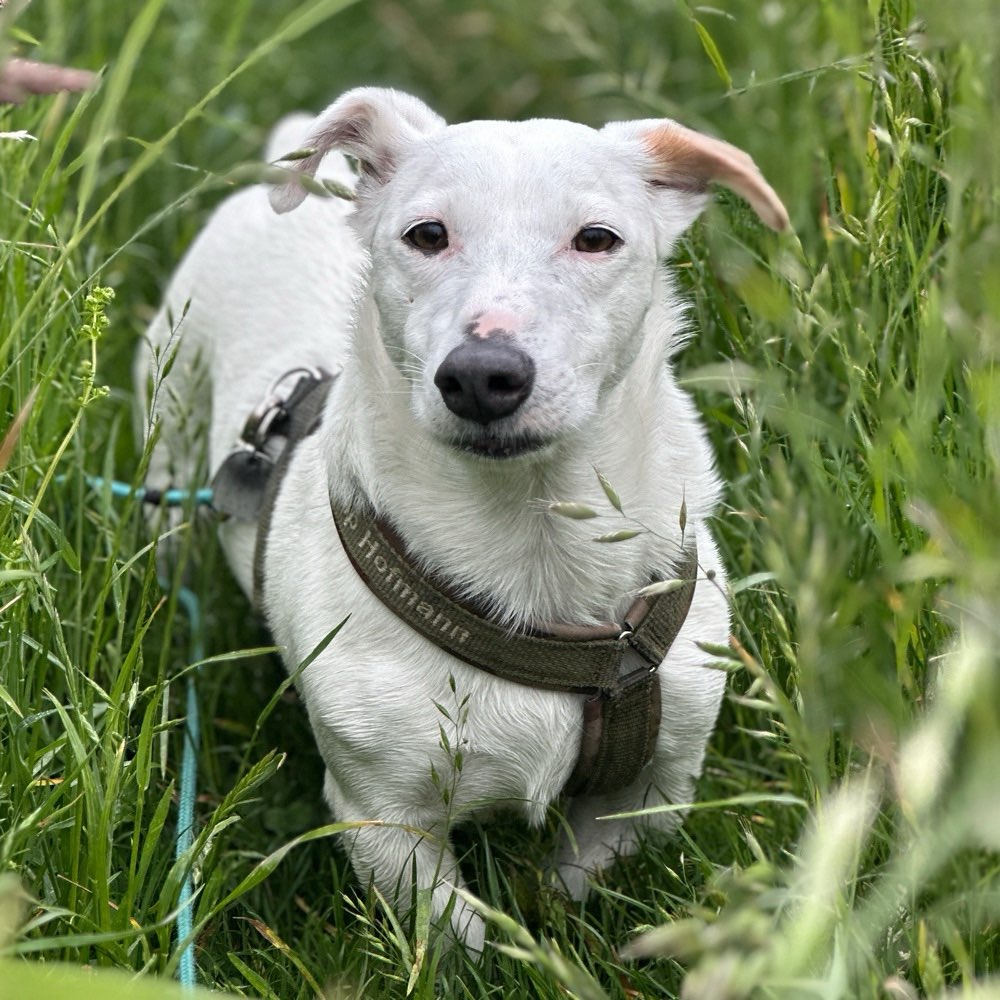 Hundetreffen-Gemeinsame Spaziergänge in Wald und Feld-Profilbild